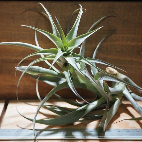 チランジア　REX 大苗 チランジア REX 大苗