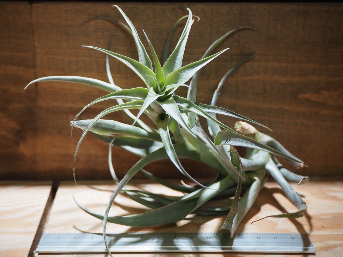 チランジア ／ ロエズリー (T.roezlii) ＊A01/May31 | 常葉植物園 To