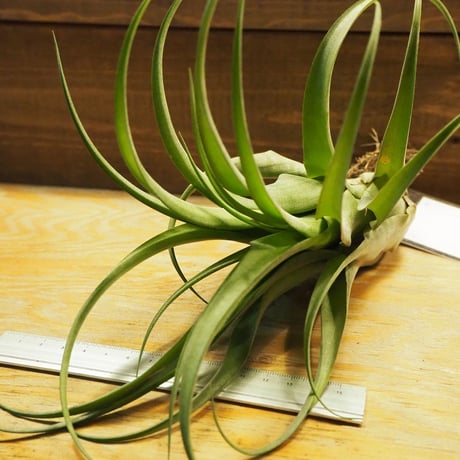 チランジア ／ ストレプトフィラ Hybrids No.5738　(T.streptophylla Hybrids No.5738)　＊A02/Se29