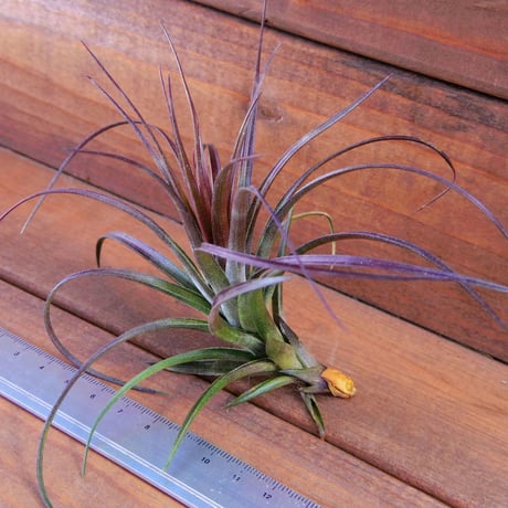 チランジア ／ テヌイフォリア アメシスト　(T.tenuifolia var. amethyst)