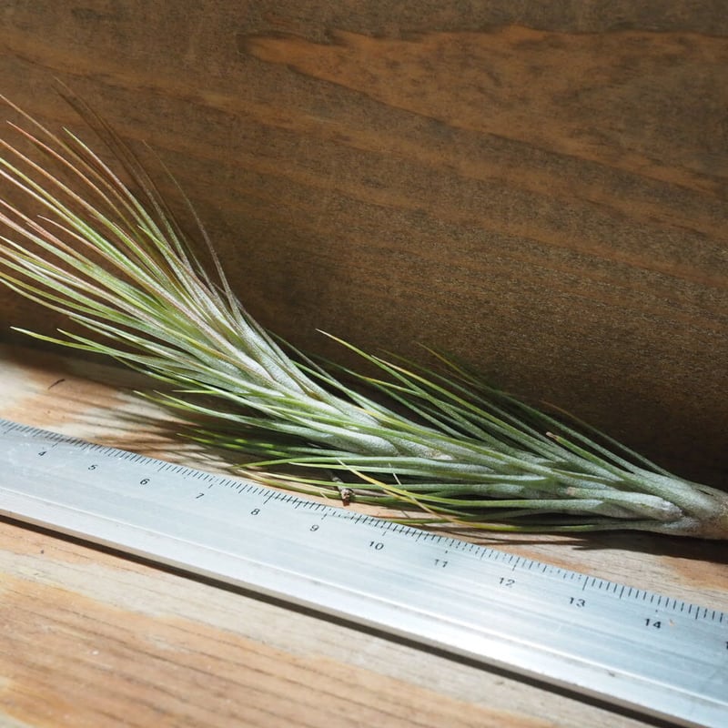 チランジア ／ フンキアナ クローズフォーム (T.funckiana 'closed for