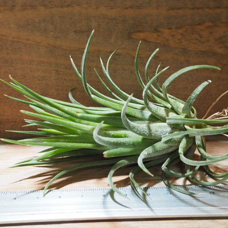 折り師】チランジア イオナンタ 5種セット エアープランツ 【おまかせ5