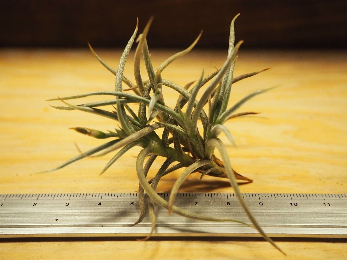 Tillandsia Ramellae 速達発送 Tillandsia Ramellae 速達発送 Tillandsia Ramellae 速達発送