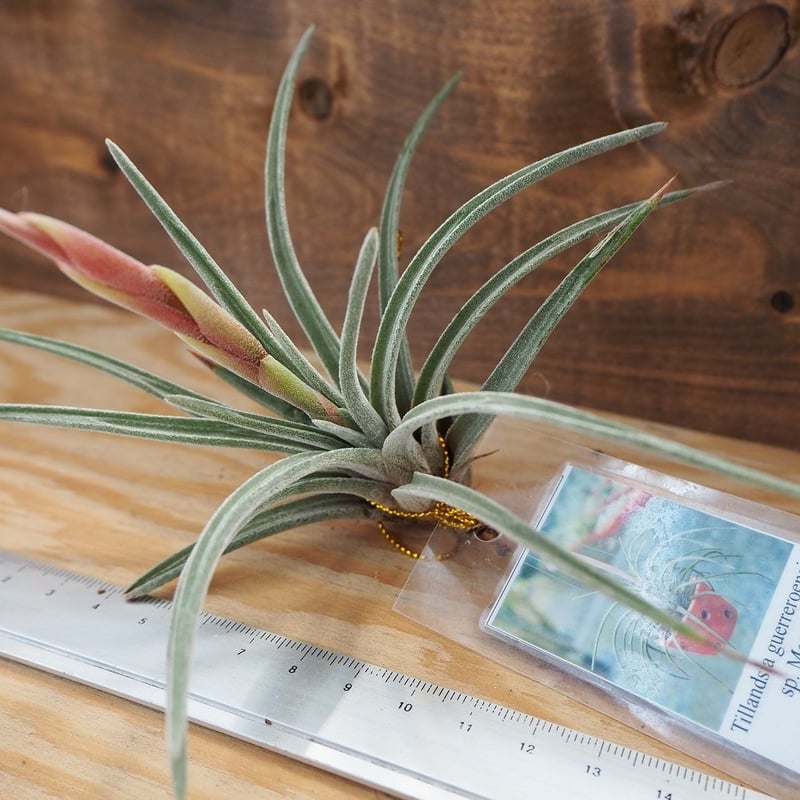 チランジア ／ グェレロエンシス (T.guerreroensis) ＊A02/Au31