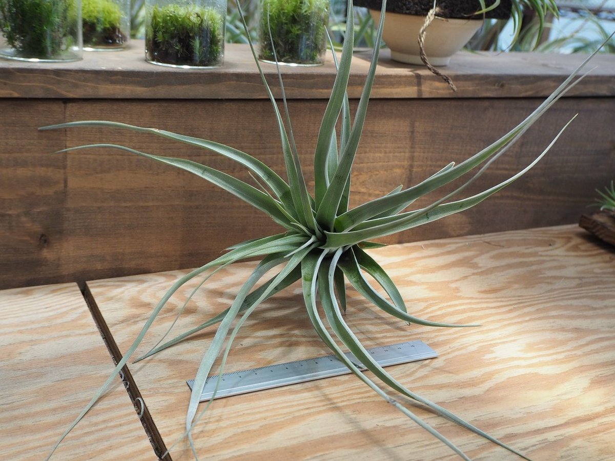 チランジア ／ セレイコラ (T.cereicola) ＊A01/Jun20 | 常葉