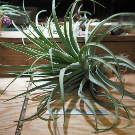 チランジア ／ ストレプトフィラ XXL　(T.streptophylla)  ★タイ農場　＊A01/Jun03