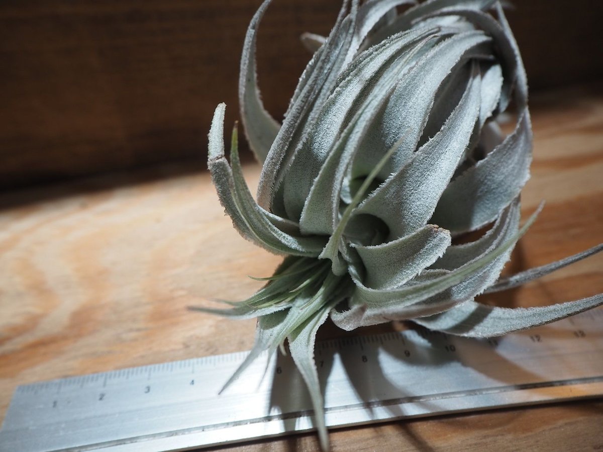 チランジア　ガルドネリ　ルピコラ ガルドネリ ルピコラ 02号 | air-plants TENGU-DO