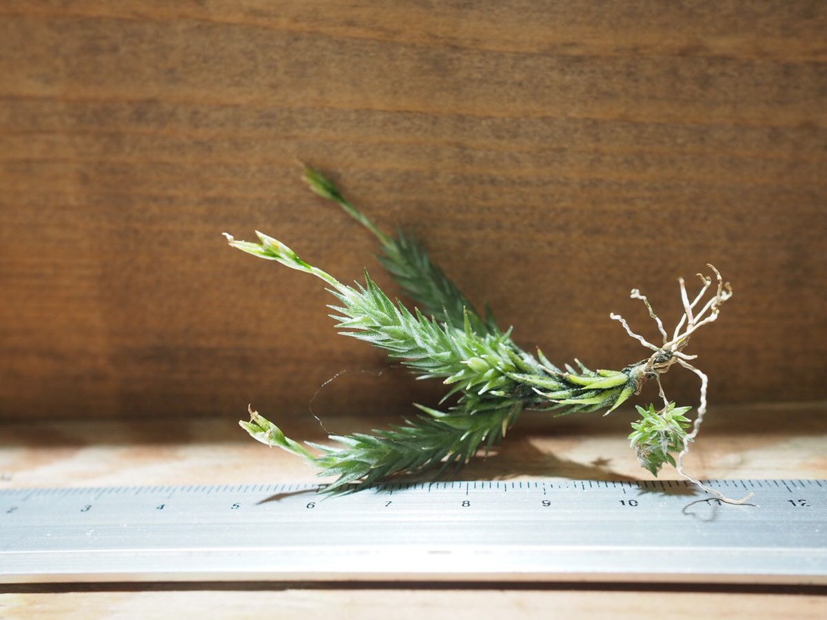 チランジア ／ トリコレピス (T.tricholepis) ＊A01/Jul11 | 常葉植