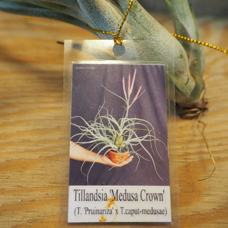 チランジア ／ メデューサ クラウン (T.'Medusa Crown') ＊A01/Dec1
