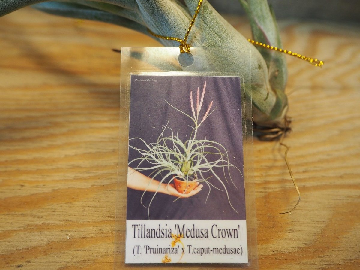 チランジア ／ メデューサ クラウン (T.'Medusa Crown') ＊A01/Dec1