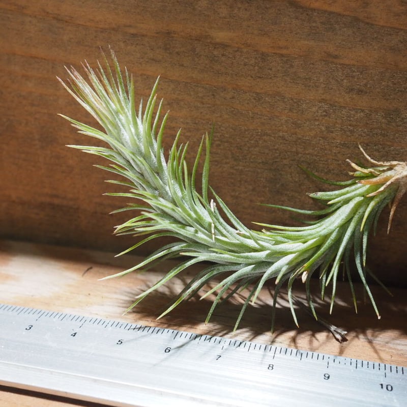 ブロメリア・エアープランツ Billbergia Ivory Tower Billbergia