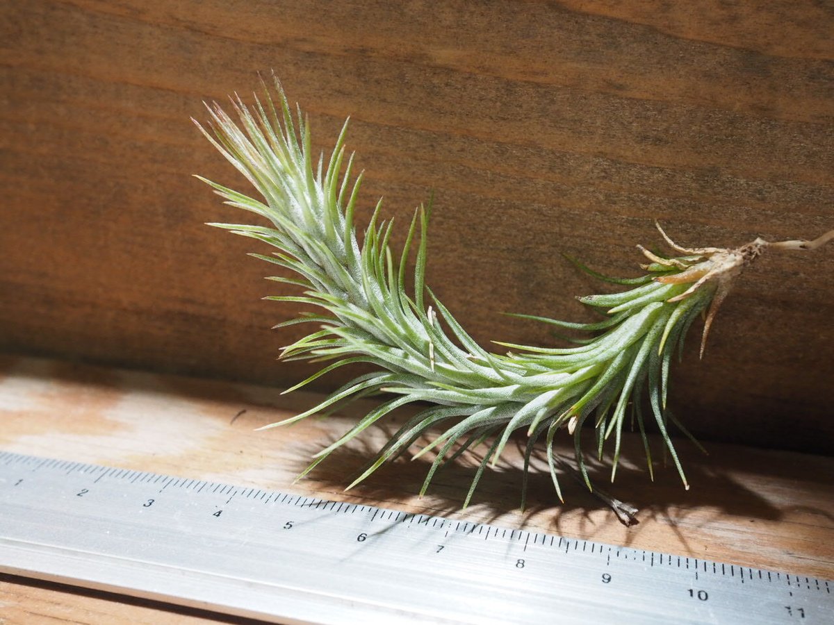 チランジア ／ フンキアナ M (T.funkiana) ＊A01/May28 | 常葉植物園