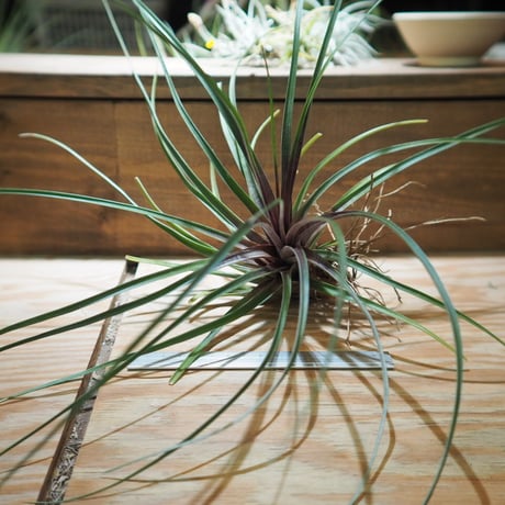 CATEGORY 学名・名称：E | 常葉植物園 Tokiwa Botanical-Garde