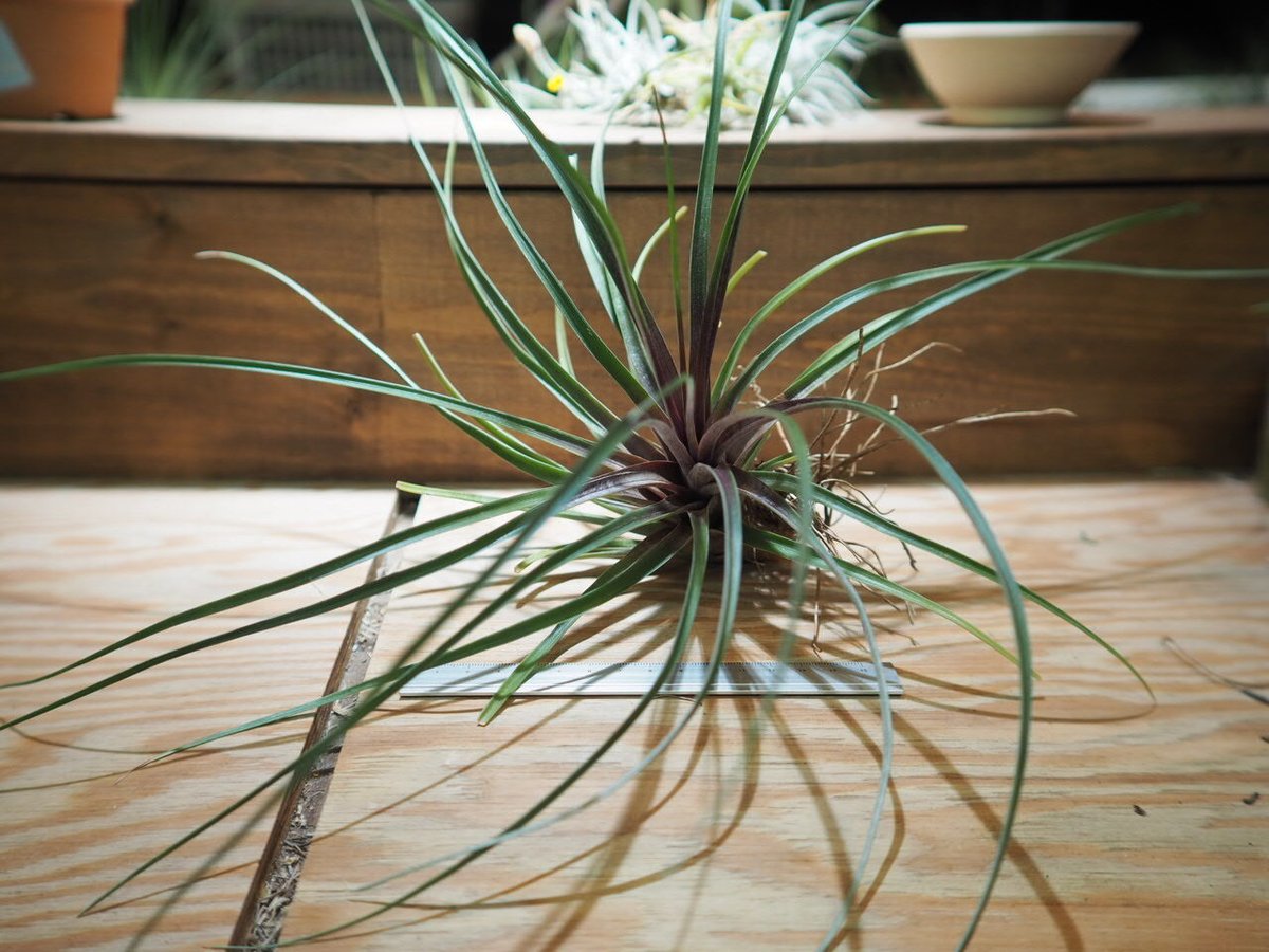 チランジア ／ エクステンサ レッドフォーム (T.extensa Red