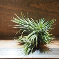 チランジア ／ イオナンタ ピーナッツ CL 　(T.ionantha 'Peanut')　＊A01/Jun05