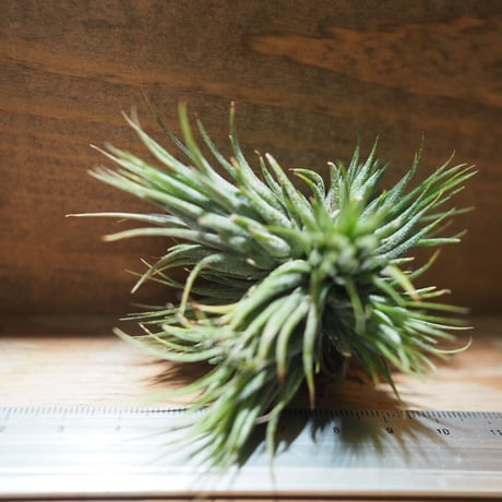 チランジア ／ イオナンタ ピーナッツ CL 　(T.ionantha 'Peanut')　＊A01/Jun05