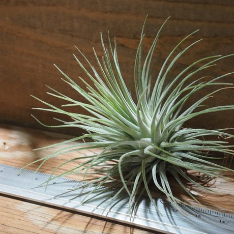 チランジア ／ フクシー フクシー　(T.fuchsii var. fuchsii)　★CD01/Feb05