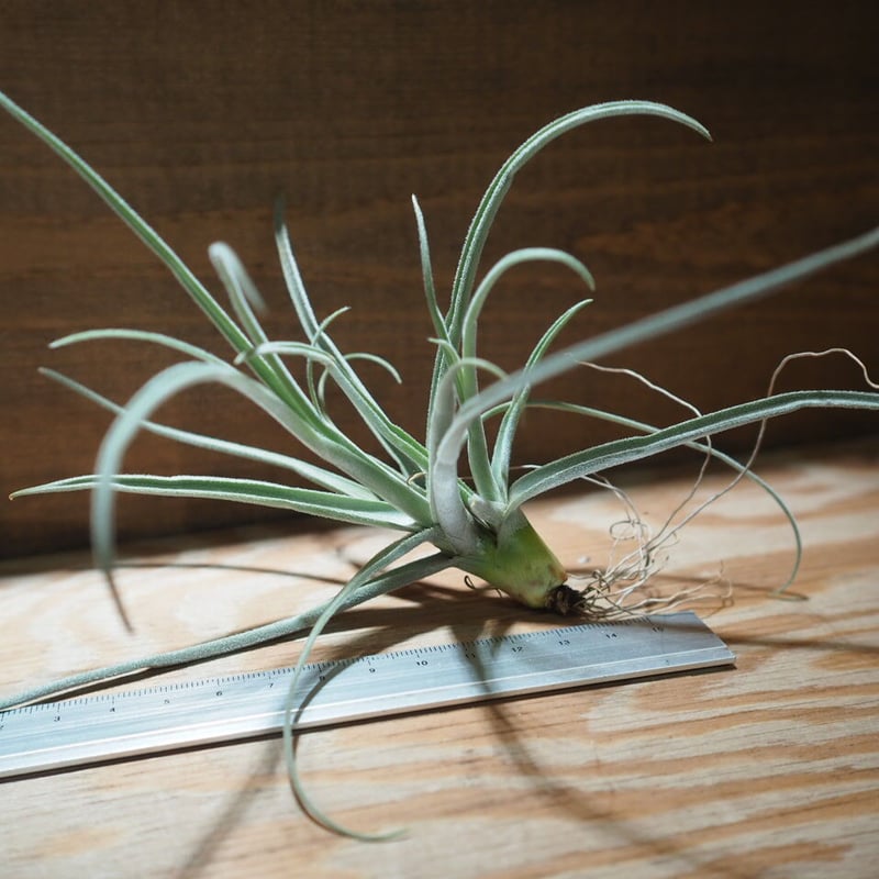 チランジア ／ ストレプトカルパ シックリーフ (T.streptocarpa 'Thick