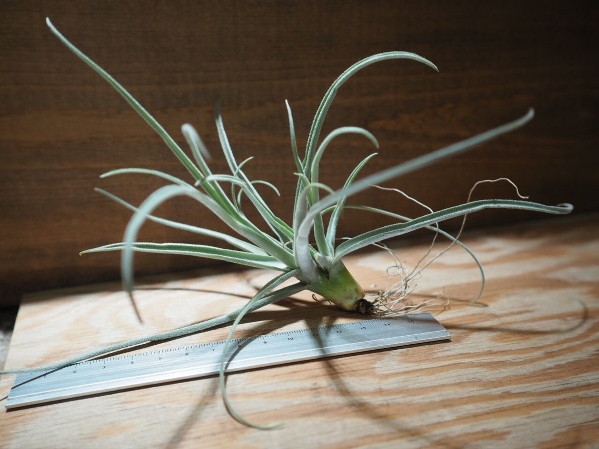 チランジア ／ ストレプトカルパ シックリーフ (T.streptocarpa 'Thick