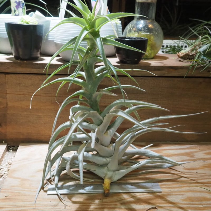 チランジア ／ カクティコラ グローイングフォーム (T.cacticola