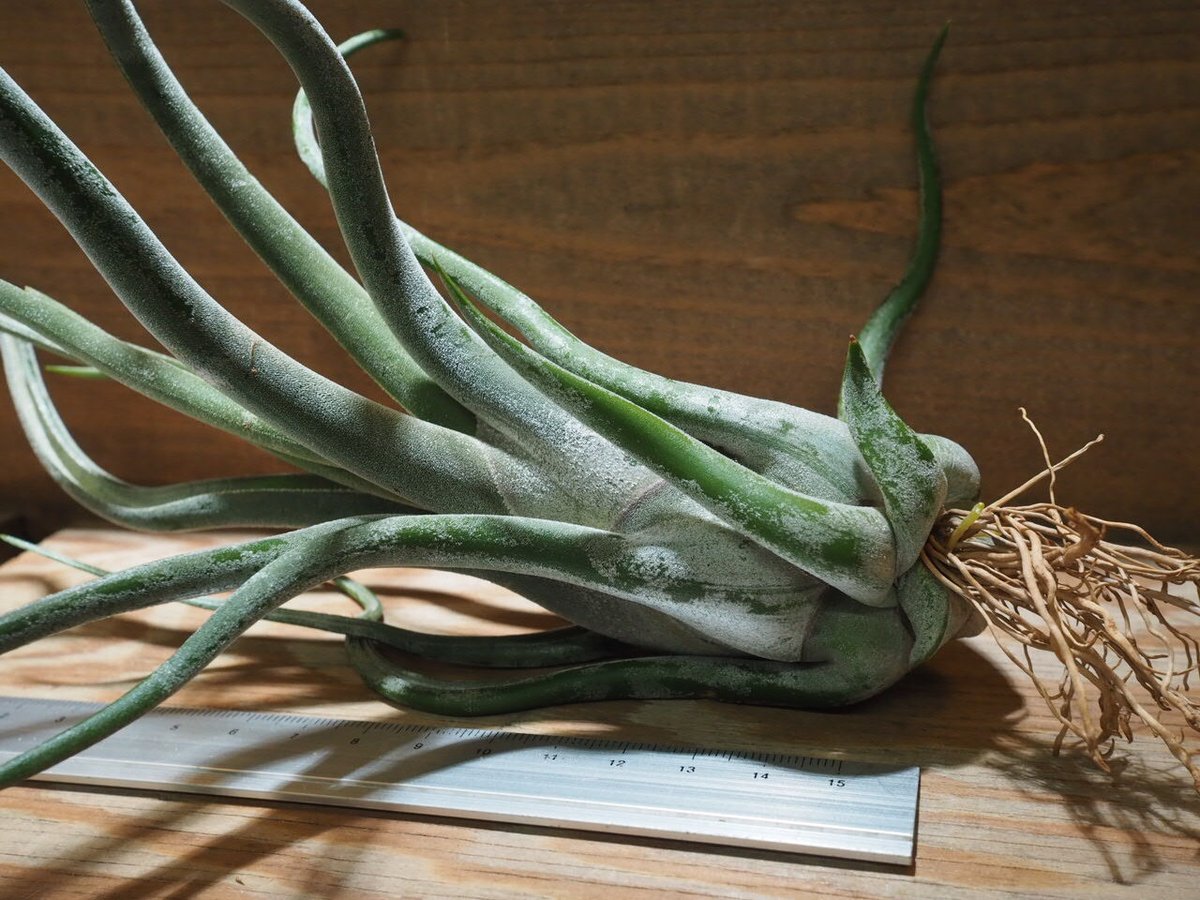 チランジア マッカラ × カプトメドゥーサエ これで完璧！チランジア・カプトメドゥーサエの育て方&増やし方