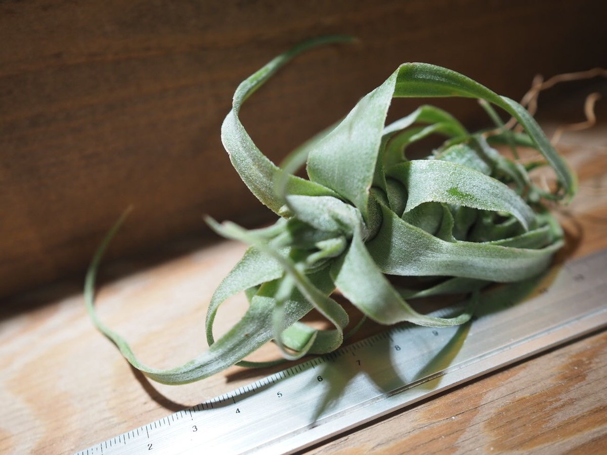 チランジア ／ ディグエティ (T.diguetii) ＊A01/Aug03 | 常葉植物園