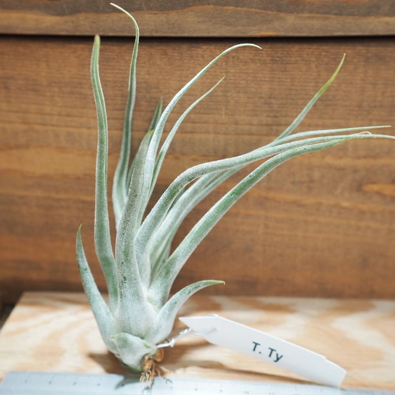 チランジア　タイ　Tillandsia ty