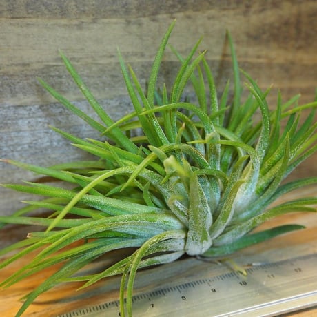 チランジア ／ イオナンタ クレステッドフォーム　(T.ionantha 'Crested Form')　＊A02/Oct22