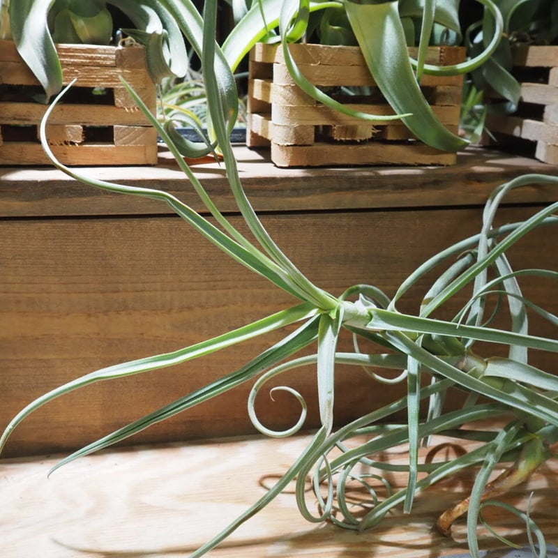 チランジア ドゥラティ 大株 Tillandsia duratii チランジア / デュラティ M (T.duratii) ☆AB01/Nov27 | 常葉