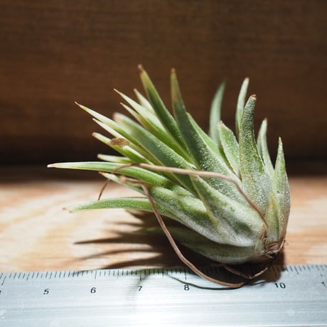チランジア ／ イオナンタ アルボマージナータ　(T.ionantha 'Albo-Marginata')　＊A01/Feb27-01