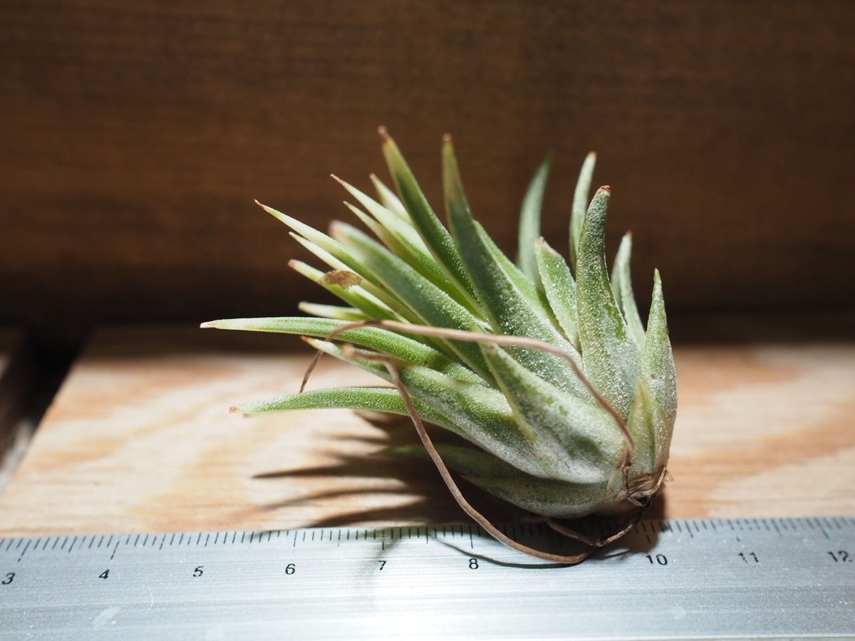 チランジア イオナンタ アルボマージナータ 1株 チランジア ／ イオナンタ アルボマージナータ (T.ionantha 'Albo-Margi