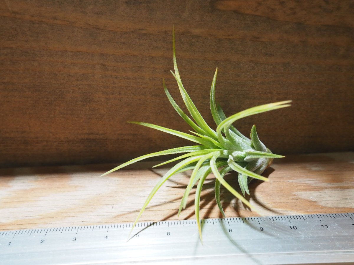 T.ionantha Druid variegated ドゥルイド 斑入り 楽天市場】(現品) チランジア イオナンタ 'ドルイド' 斑入り (No