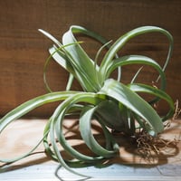 チランジア ／ カピタータ シルバーローズ XXL (T.capitata 'SilverRo