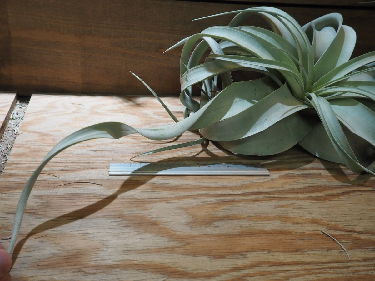 超希少❗️エアプランツの王様❗️美株❗️キセログラフィカ　ロングリーフ✨ 超希少❗️エアプランツの王様❗️超ロングリーフ❗️サイズ大