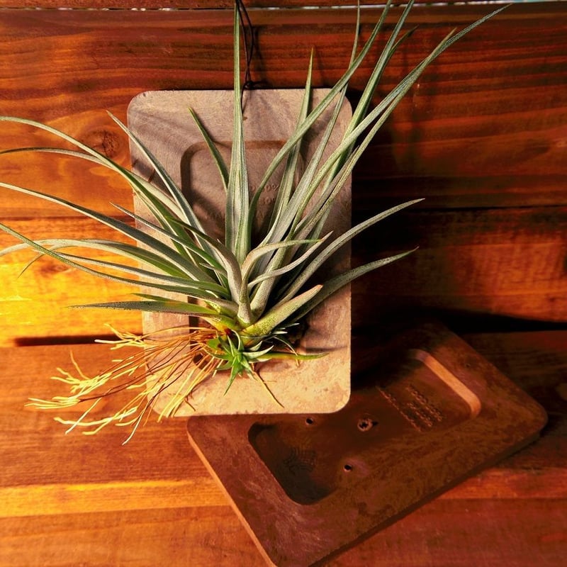 □チランジア着生用プレート ×1枚 | 常葉植物園 Tokiwa Botanical-Gard