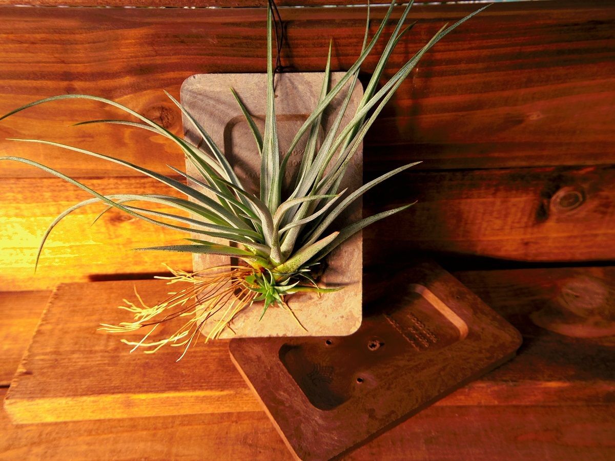 ワンマンアンドン用プレート２枚 フリージア 2025年最新】Yahoo!オークション -ワンマンアンドン(パーツ)の