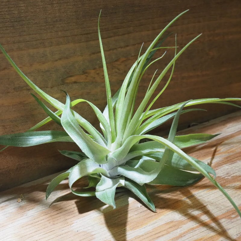 チランジア ／ ゲミニフローラ (T.geminiflora) ☆CD01/Feb05 | 常