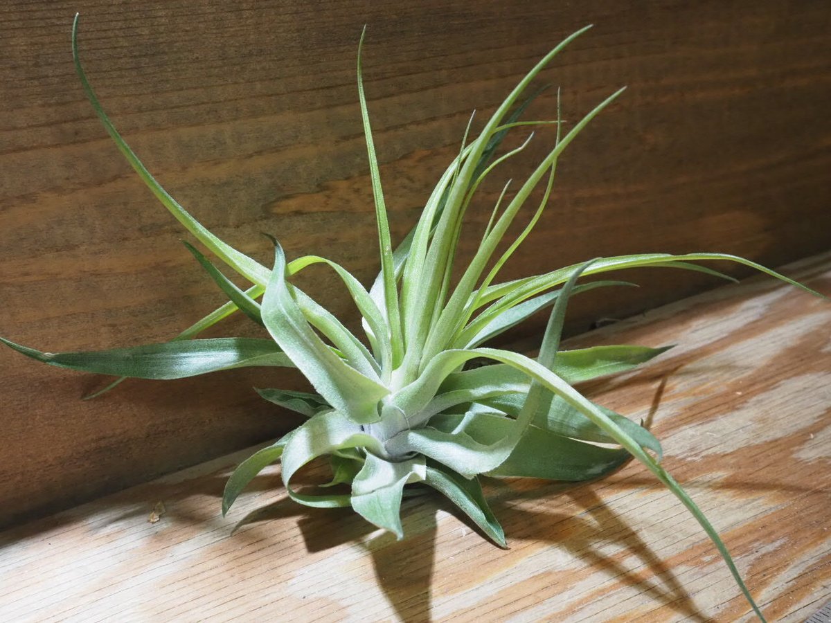 チランジア ／ ゲミニフローラ (T.geminiflora) ☆CD01/Feb05 | 常