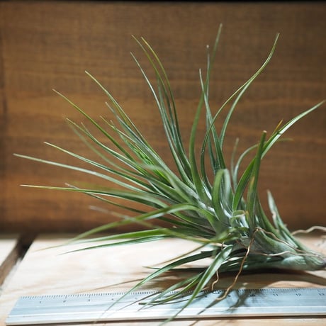 チランジア ／ テヌイフォリア アメシスト L　(T.tenuifolia var. amethyst)　＊A01/Feb20