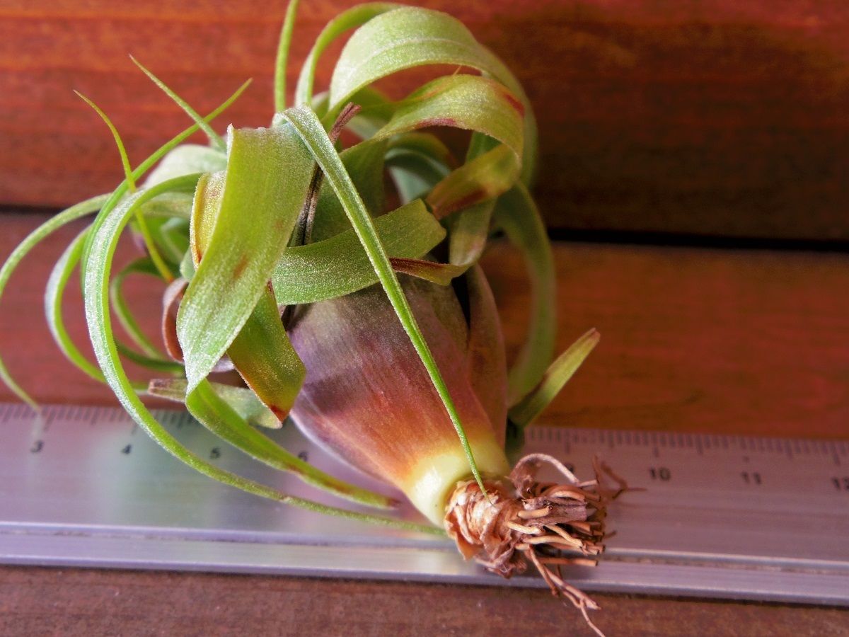 チランジア ／ カーリーポーリー (T.'Curly Polly') ☆11/21企画 |