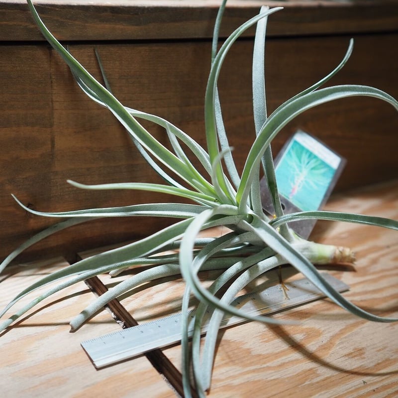 チランジア パチャラ レッドベルベット スカーレットレッドビューティー 現品】パチャラレッドベルベット・スカーレットレッド