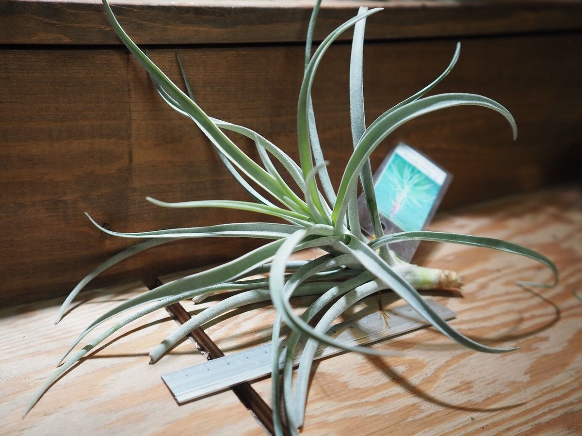 チランジア パチャラ レッドベルベット スカーレットレッド