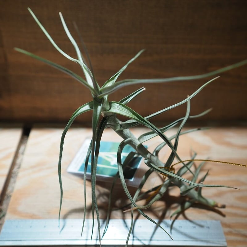 チランジア ／ メレリアナ (T.mereliana) ＊A01/Dec13 | 常葉植物園