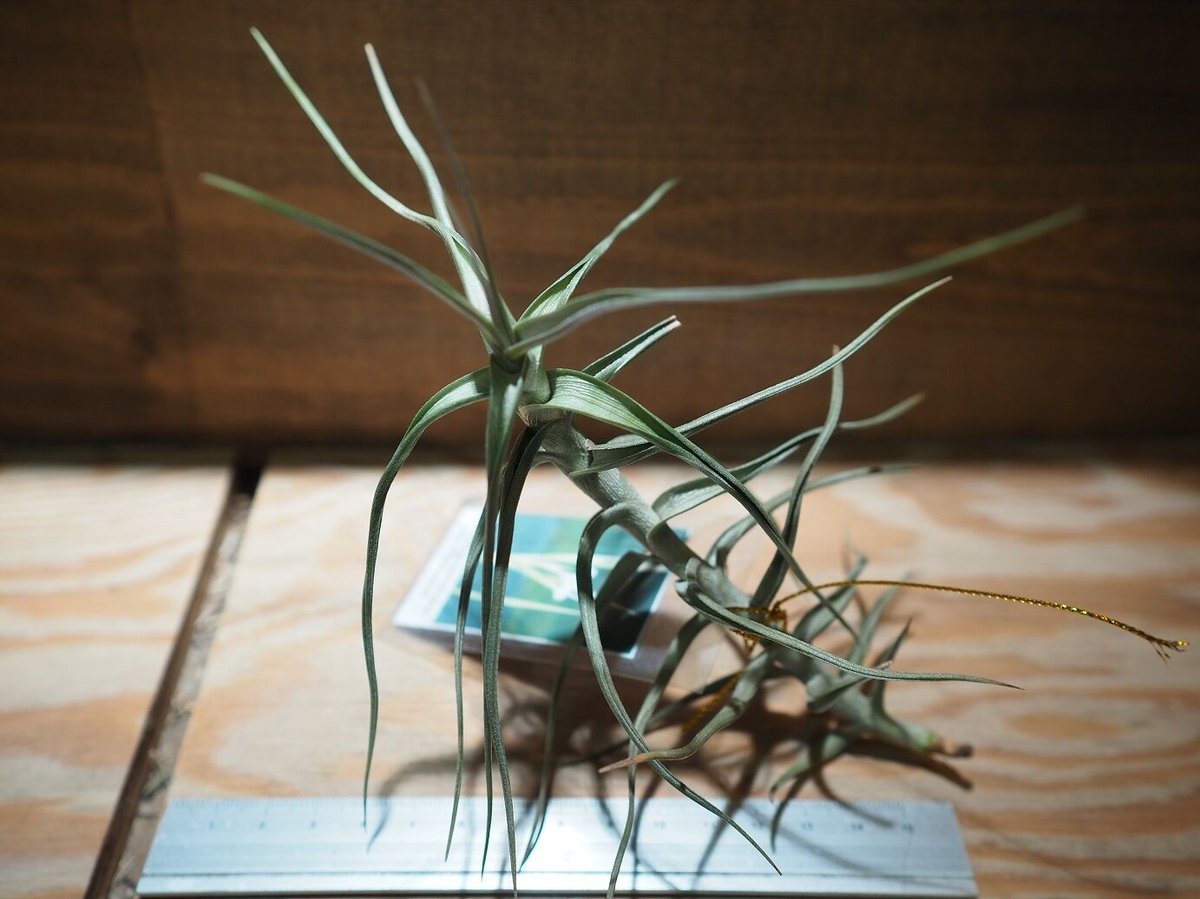 チランジア ／ メレリアナ (T.mereliana) ＊A01/Dec13 | 常葉植物園