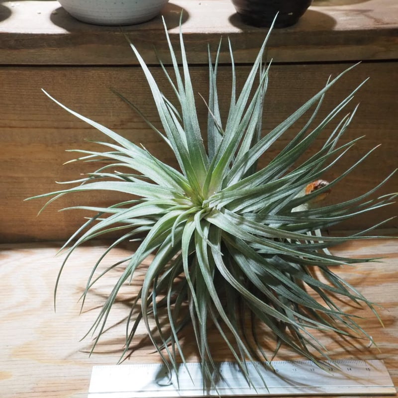 チランジア ／ アエラントス パープルレザー (T.aeranthos 'Purple Lea