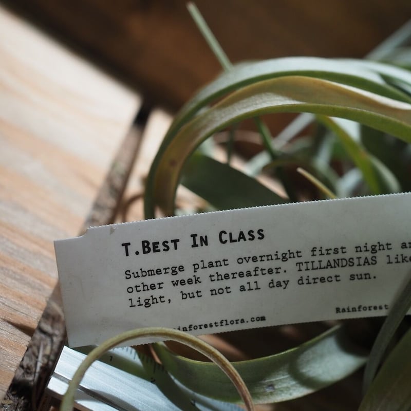 チランジア ／ ベストインクラス 開花株・子株付き (T.'Best In Class