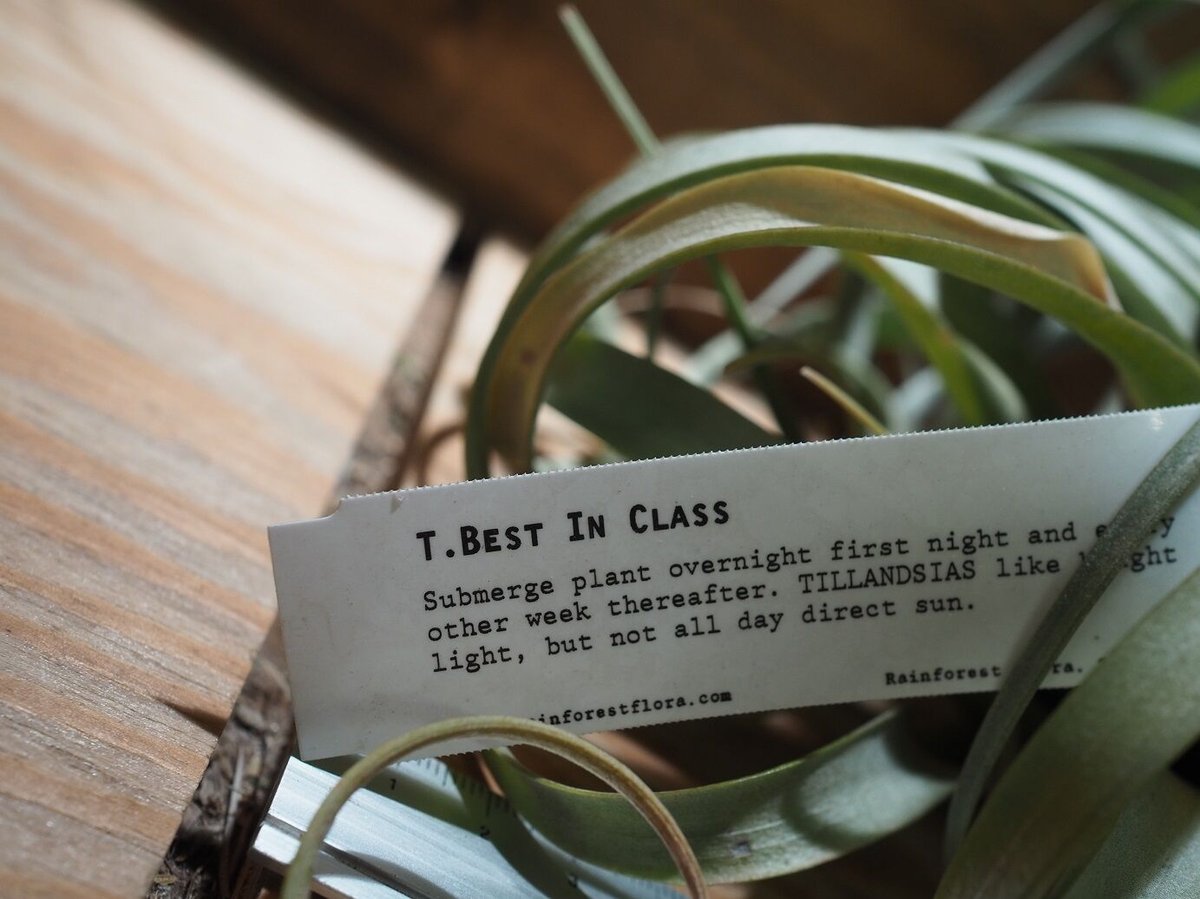 チランジア ／ ベストインクラス 開花株・子株付き (T.'Best In Class