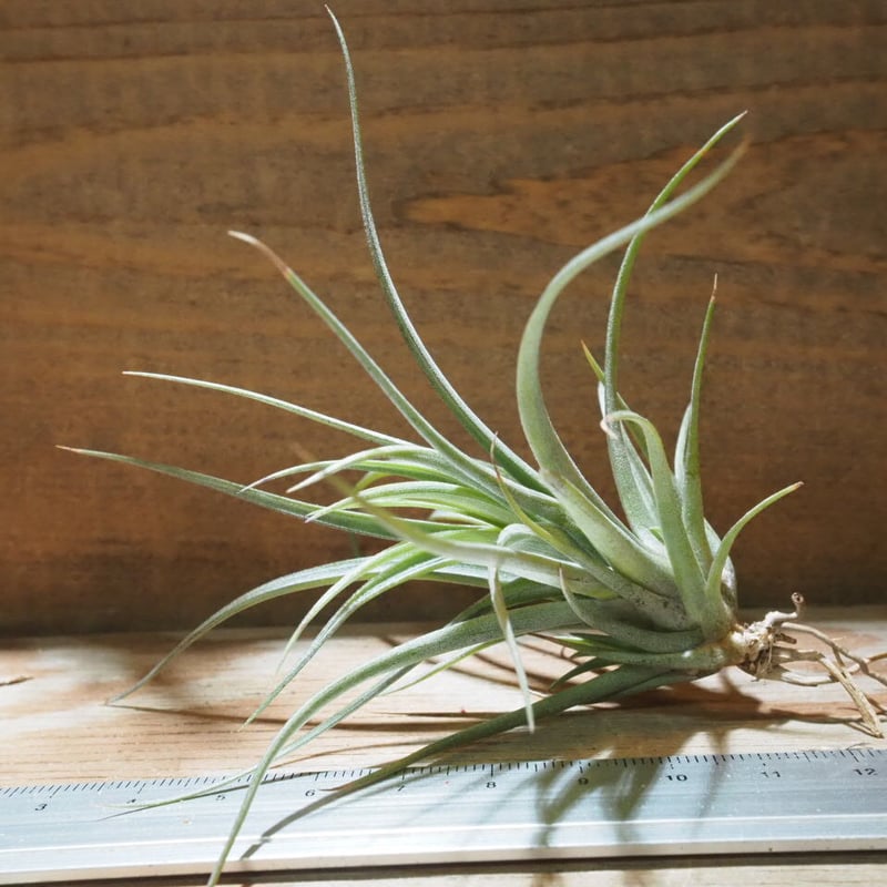 チランジア ／ エクステンサ S (T.extensa) ☆CD01/Feb05 | 常葉植物