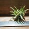 チランジア / イオナンタ アルボマージナータ (T.ionantha \'Albo-Marginata\') *A01/Feb27-01