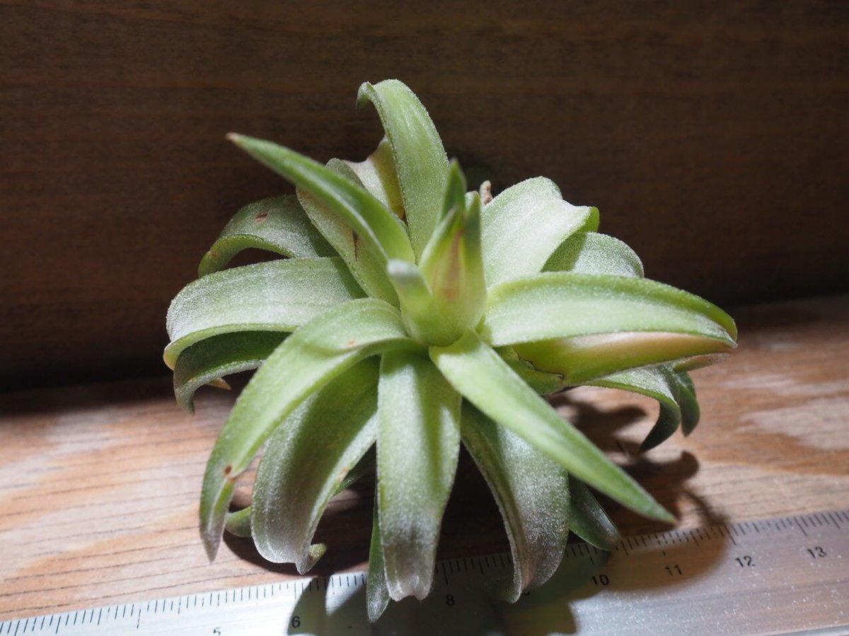 T.ionantha vanhyningii x T.ehlersianaハワイ - blkdesenvolvimentos